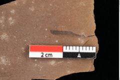 Foto (Detailansicht) von Poacites rigidus Heer (NHMW-GEO-2024-0188-0383)
